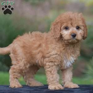 Jax, Cavapoo Puppy